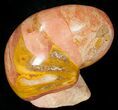 Pink and Orange Polished Fossil Nautilus - France #10972-4